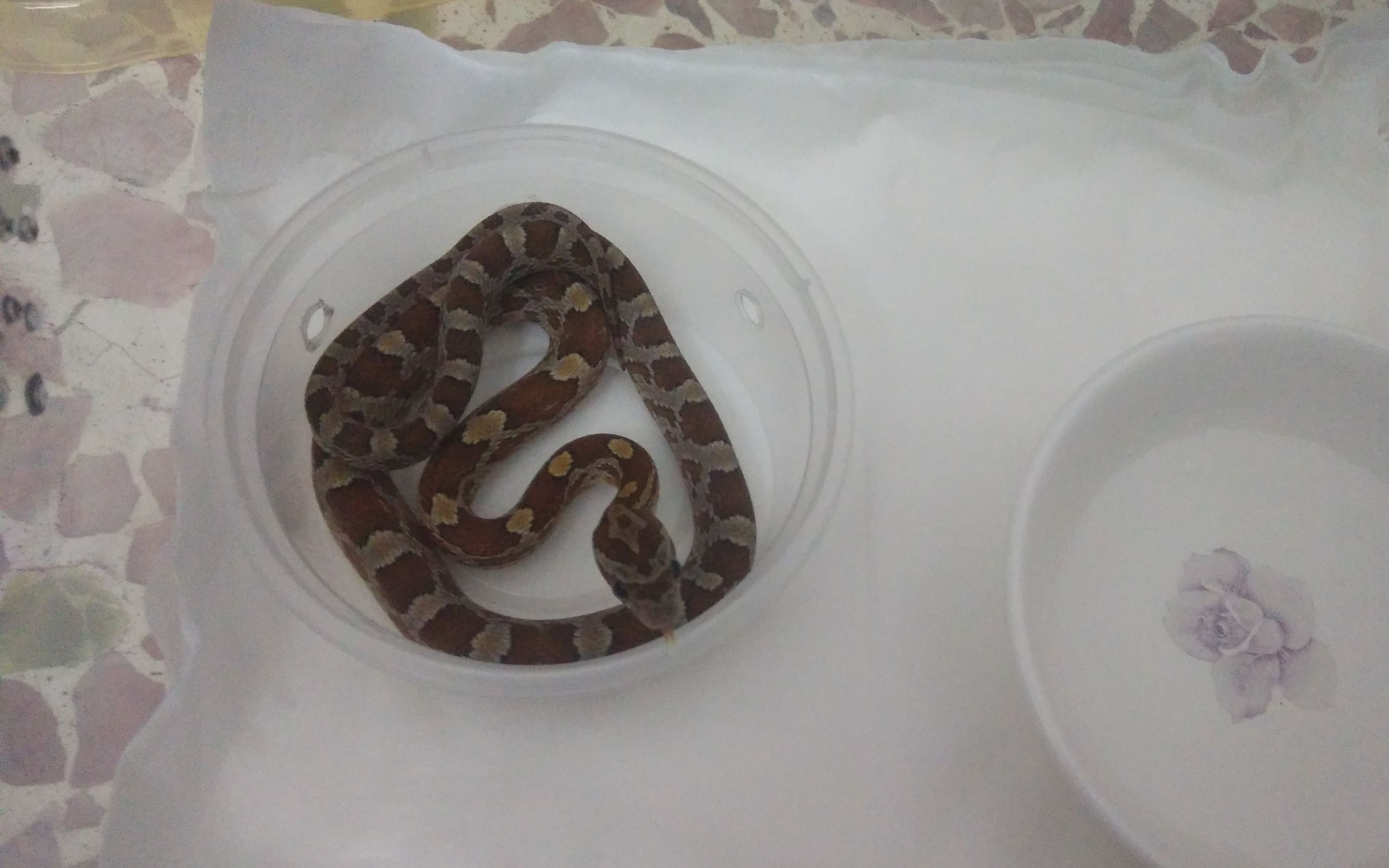 自家原色玉米蛇吞食不喜慎入