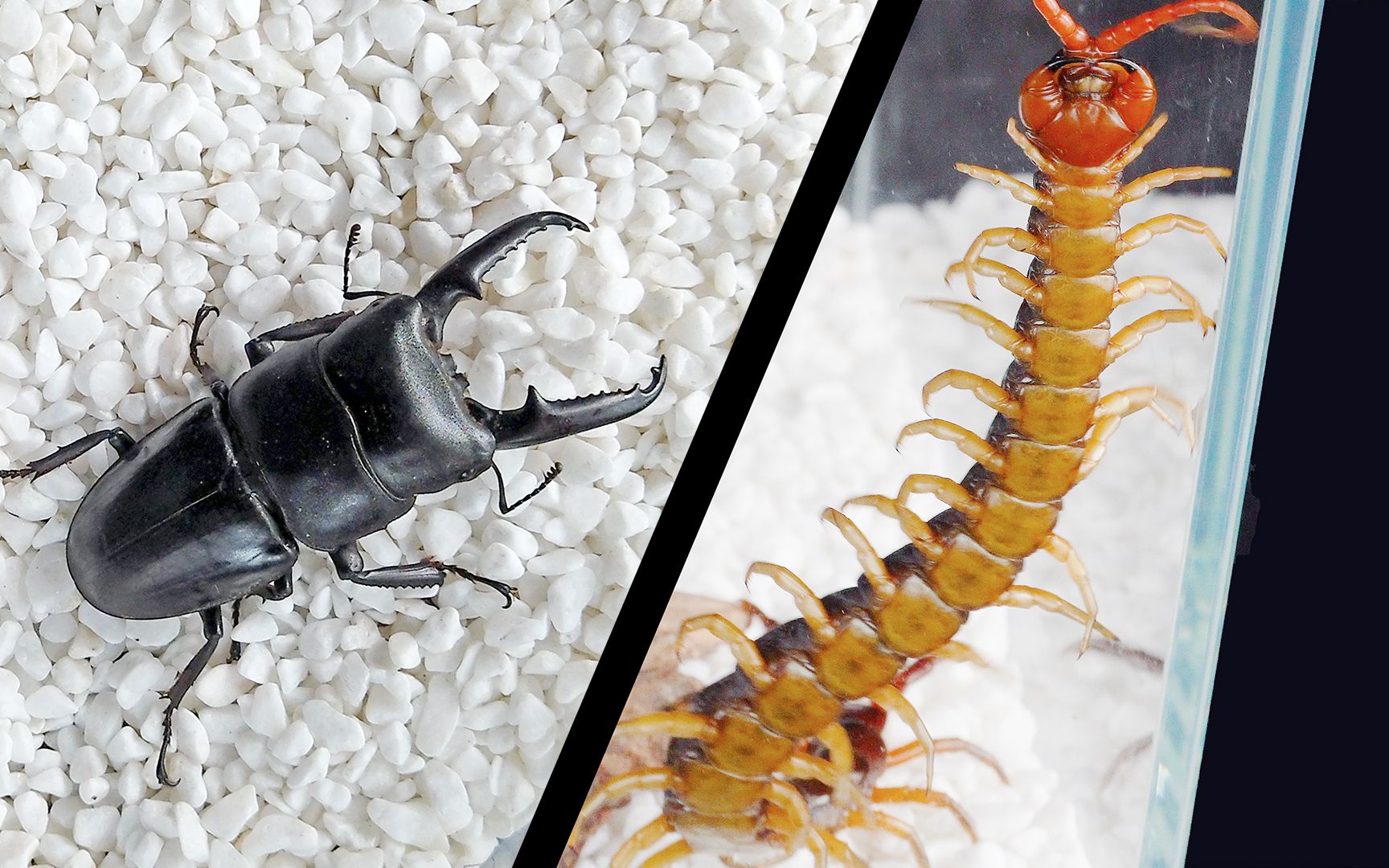 蜈蚣 vs 大甲虫,结局会怎样?