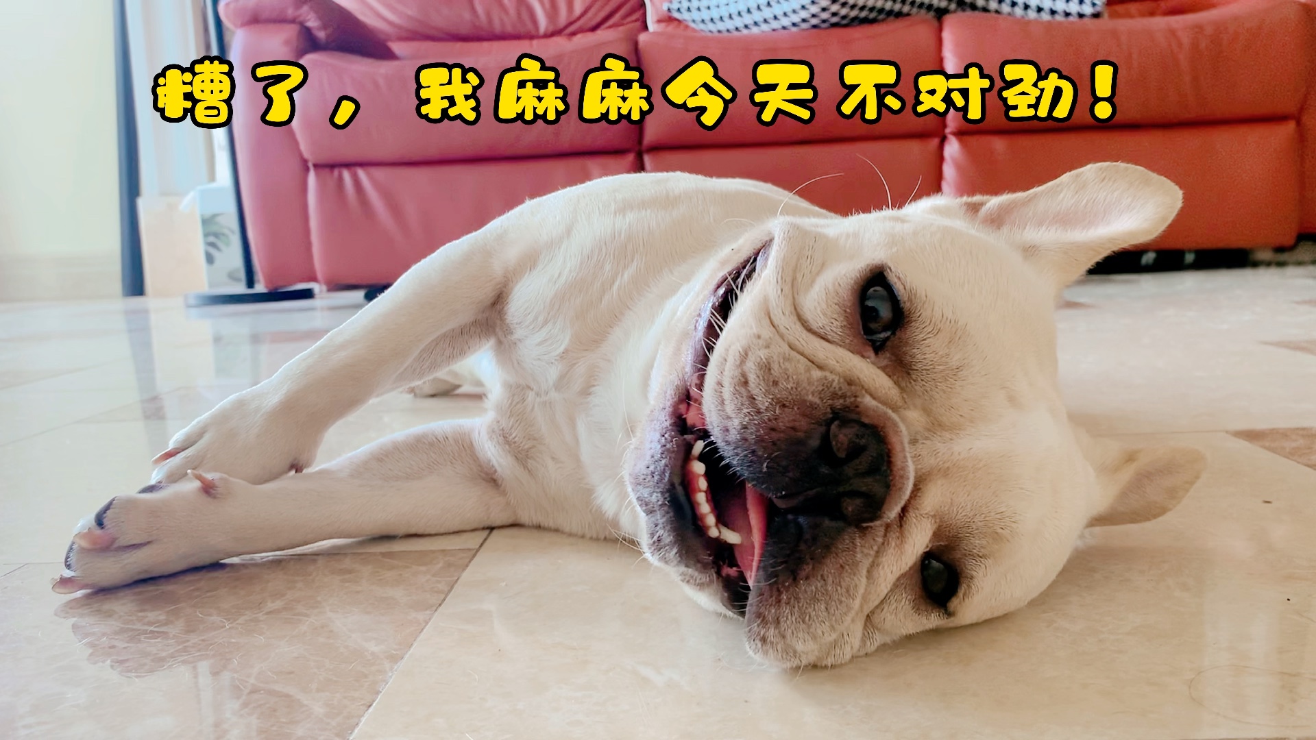 一只心虚的狗子