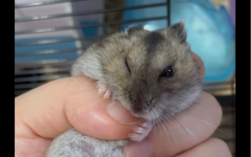 【仓鼠】咬人时刻