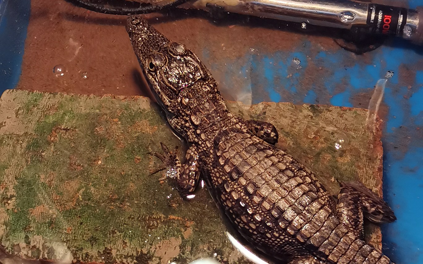 尼罗鳄幼崽捕食大鲵幼崽