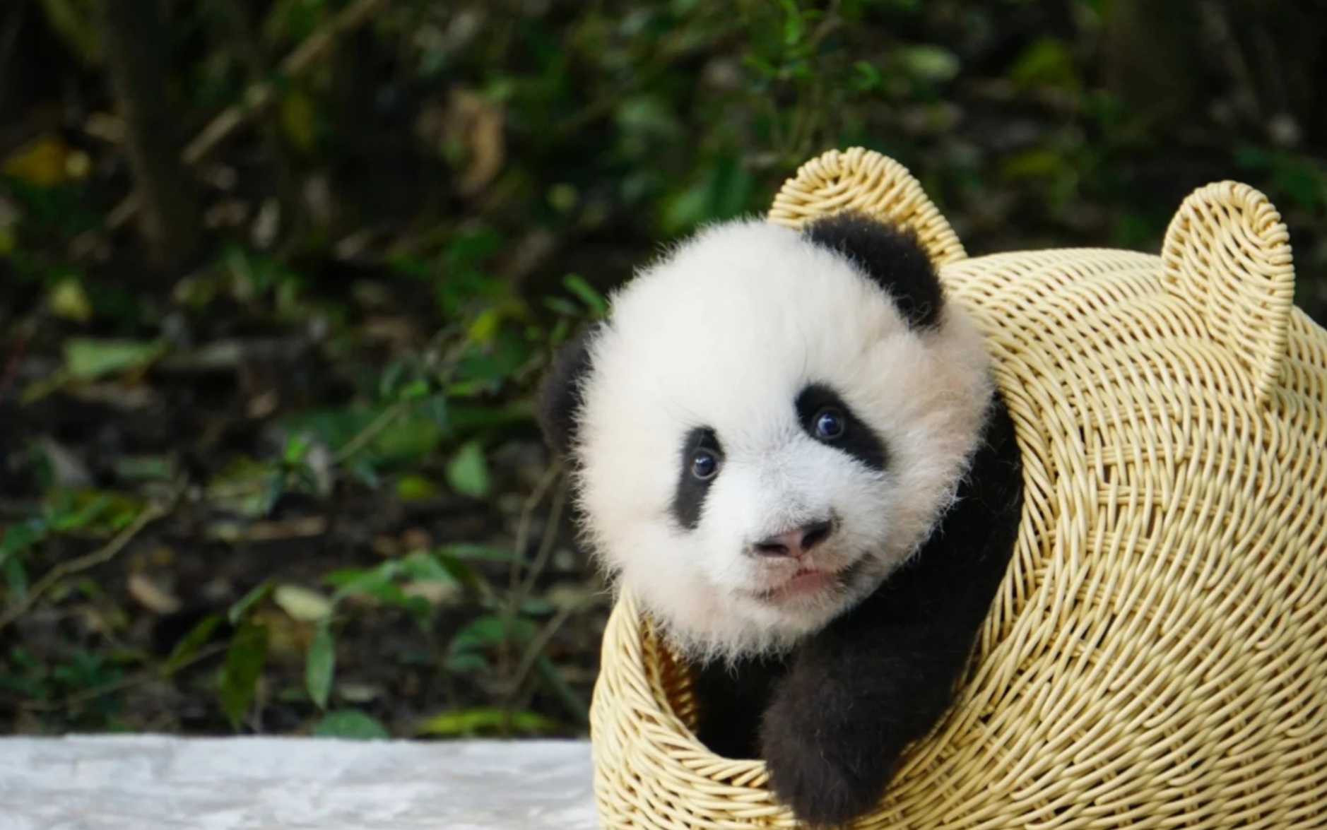 熊猫宝宝福多多图片