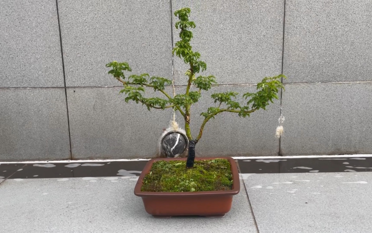 狮子头枫树盆景制作