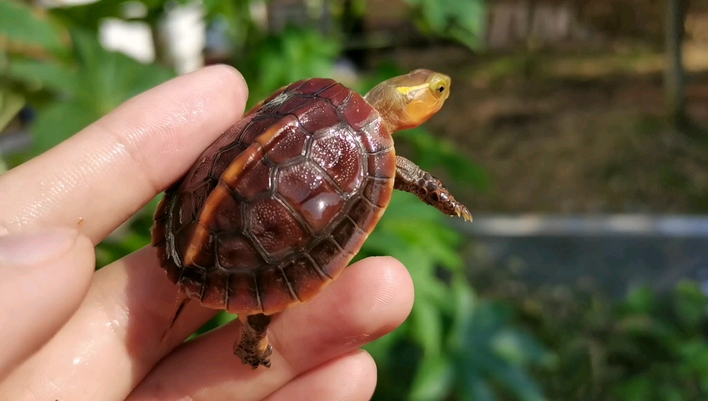 【叶子的奇异宠物店】—黄缘浙江衢州 金辉龟业黄缘台缘安缘大陆缘半