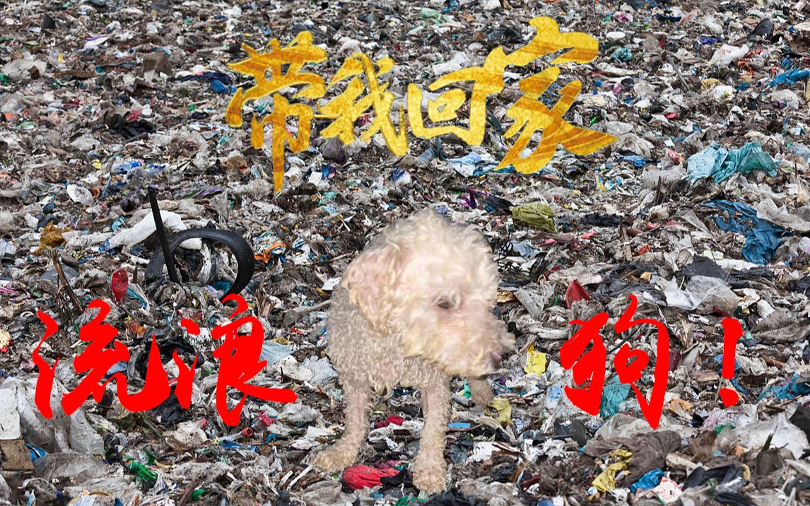 半夜我们救助了一只流浪狗帮它找到了新的归宿,用领养代替购买_哔哩