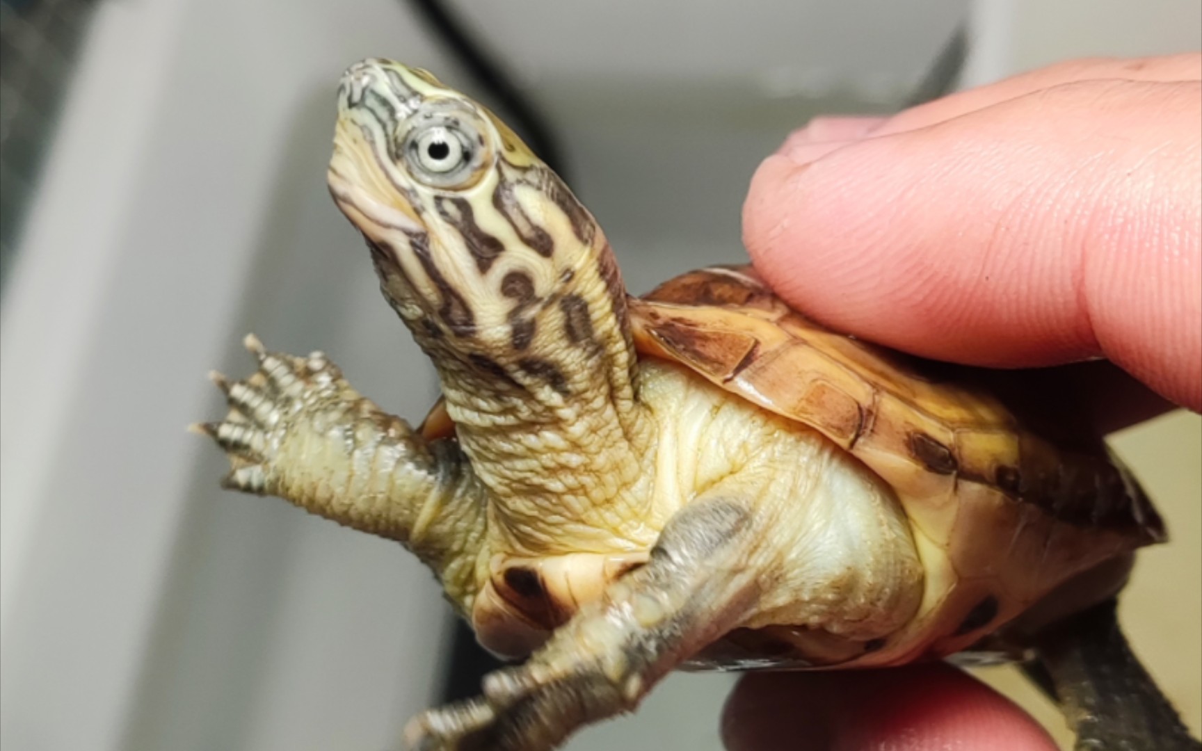 【虎纹草龟】日常喂点吃的