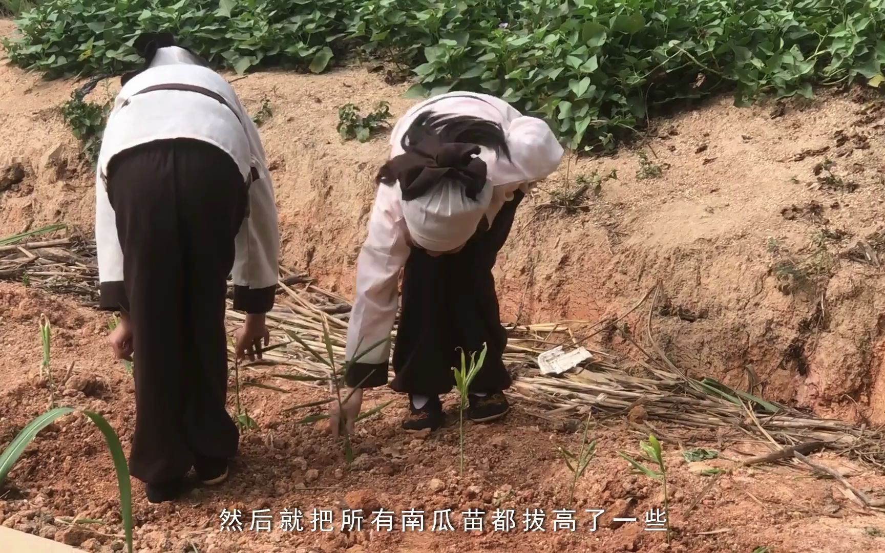 [图]（小学组）坪山区小学生活劳动美微视频《种南瓜》李亚、赵兴华