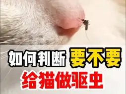 Download Video: 怎么判断猫是不是要驱虫了？