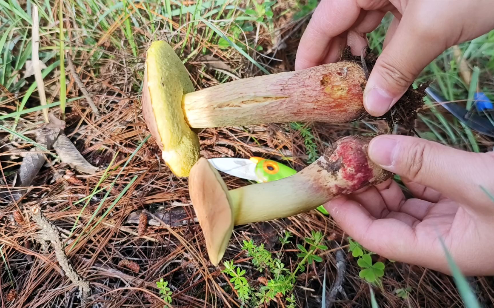 採蘑菇合集今天採紅蔥牛肝菌訂單吃谷熟菌燉湯真香昨天干巴菌視頻因為