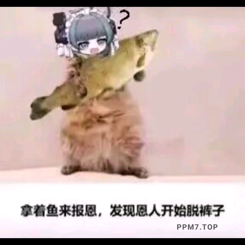 每日猫猫头(又又一波)哔哩哔哩bilibili