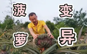 下载视频: 这样奇异的菠萝你见过吗！