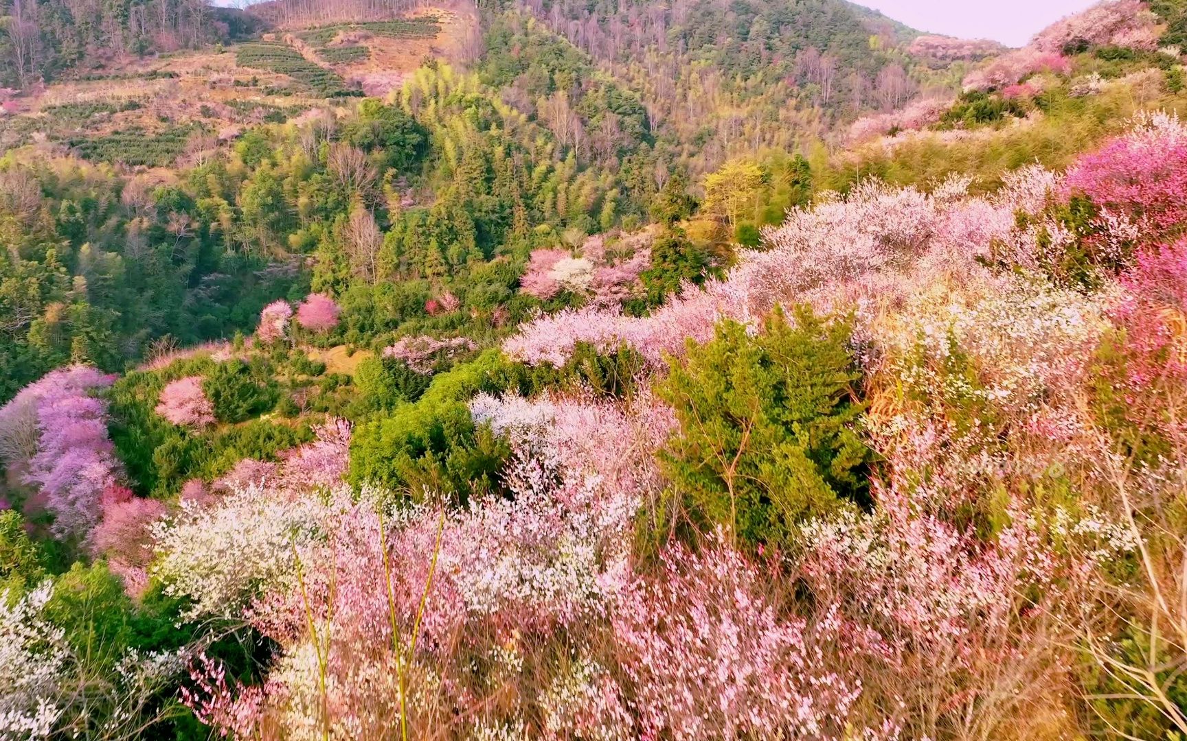 待到山花烂漫时评价图片