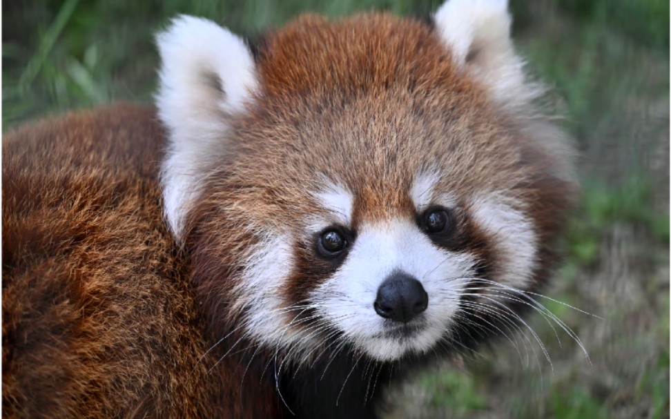 大熊猫,小熊猫,叫熊猫的都是小可爱