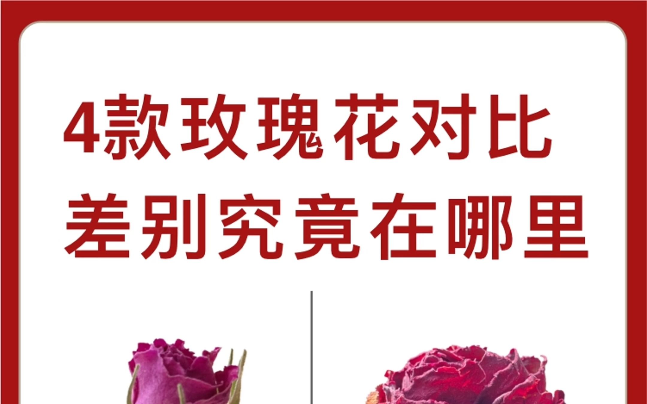 [图]玫瑰花｜4款全面对比，看下哪朵适合你？