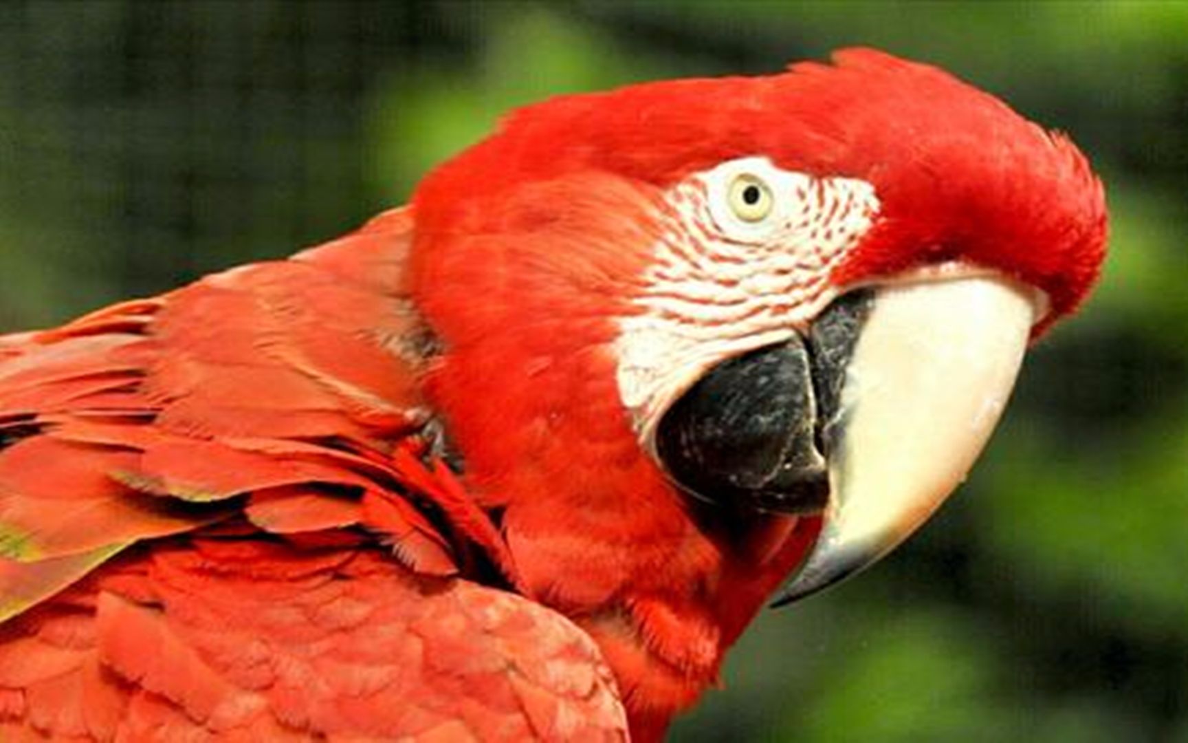 世界上最大的三种鹦鹉,最大的因为体重太重而不能飞