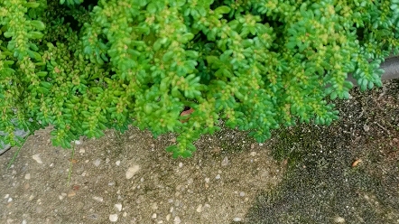 小叶冷水花,以前为外来入侵物,开花并没有散播花粉哔哩哔哩bilibili