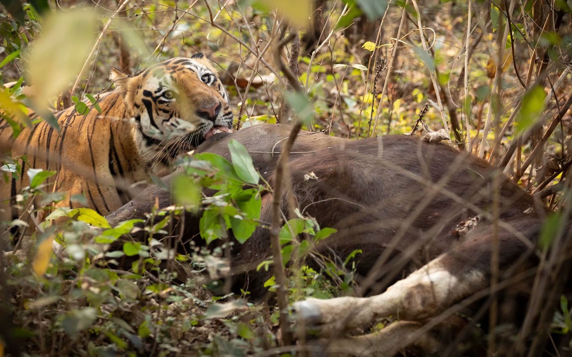 今年3月雄虎c2捕杀了一头白肢野牛_哔哩哔哩_bilibili