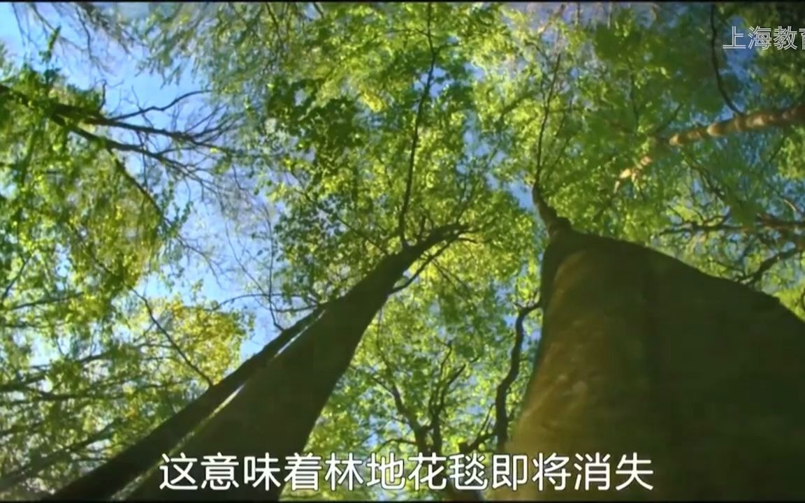 影响森林生态系统生物垂直分布的因素哔哩哔哩bilibili