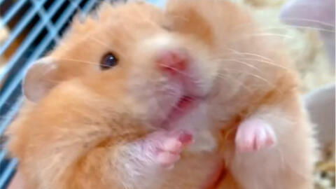 是鼠鼠捏 哔哩哔哩 Bilibili