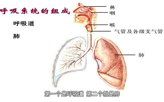 [图]中南大学公开课：人体解剖学 第3讲 肺