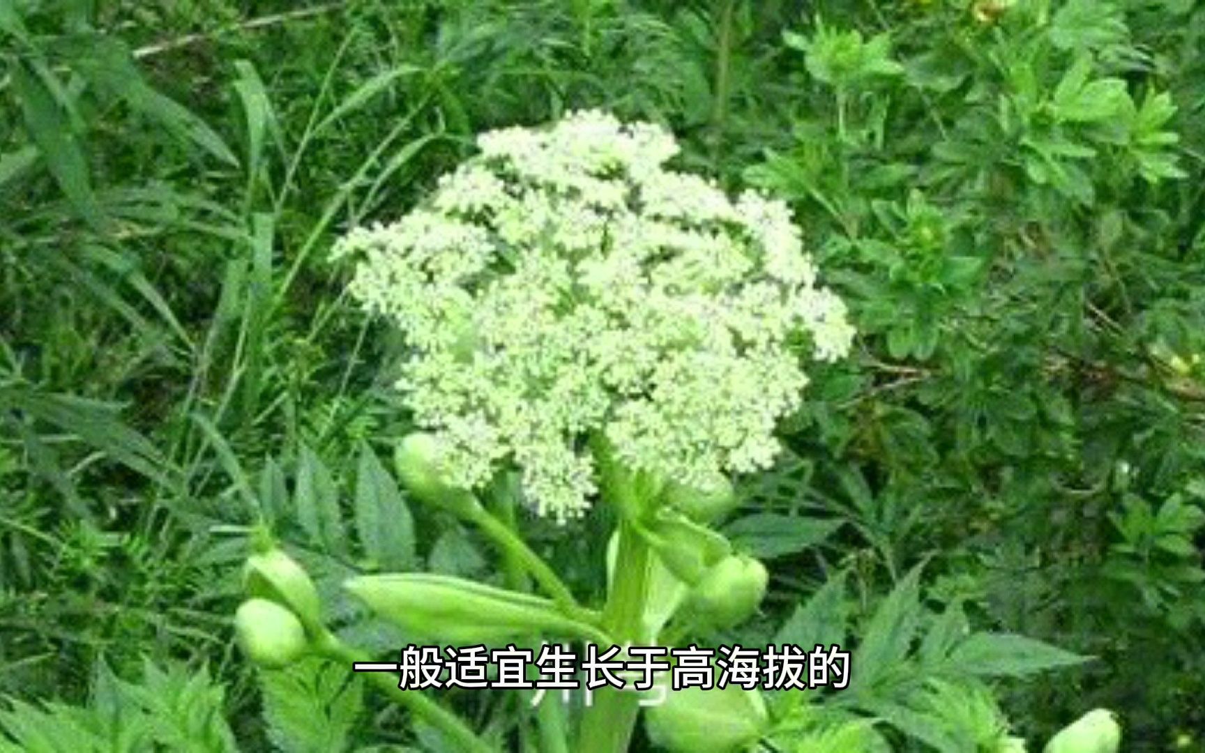 川芎植物的生长环境以及作用价值哔哩哔哩bilibili