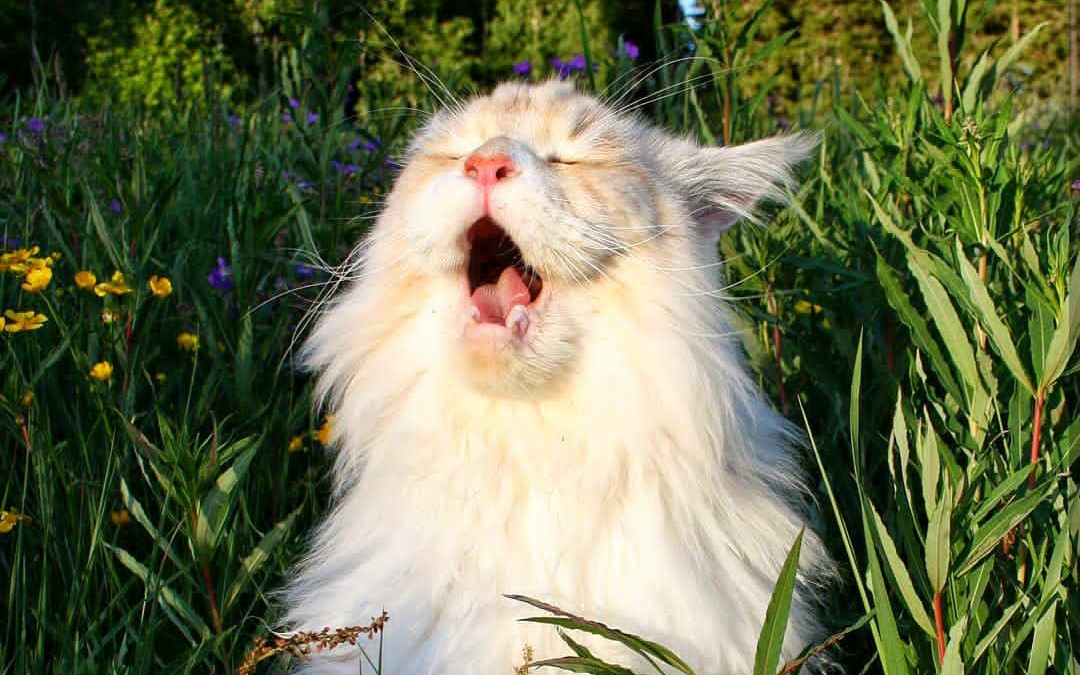 【缅因猫】[maine coon]果然是大缅,喝水都用大缸.