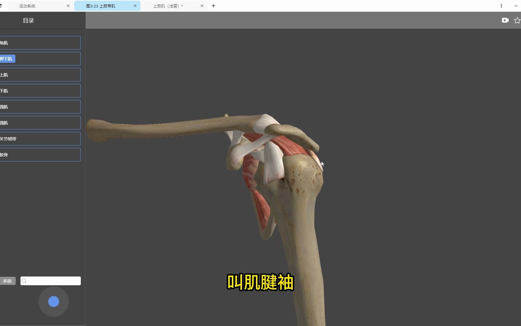 【医维度解剖app】上肢带肌深层肌肉哔哩哔哩bilibili