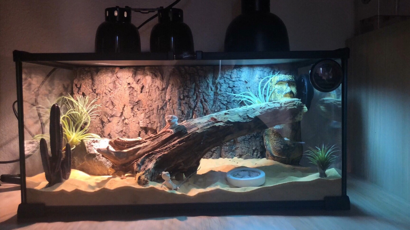 diy爬宠饲养环境造景图鉴