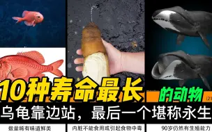 Download Video: 10个地球上寿命最长的动物，乌龟靠边站，最后一个堪称永生