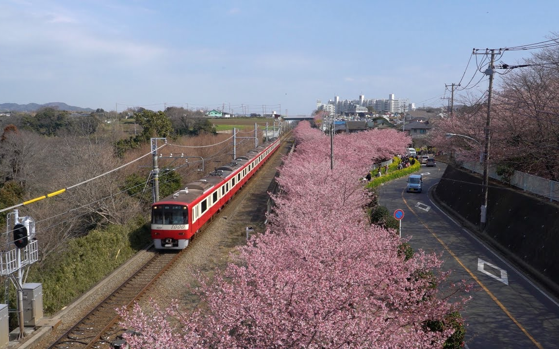 4K 河津樱 三浦海岸 2018 Kawazu Cherry Blossoms At MiuraKaigan哔哩哔哩bilibili