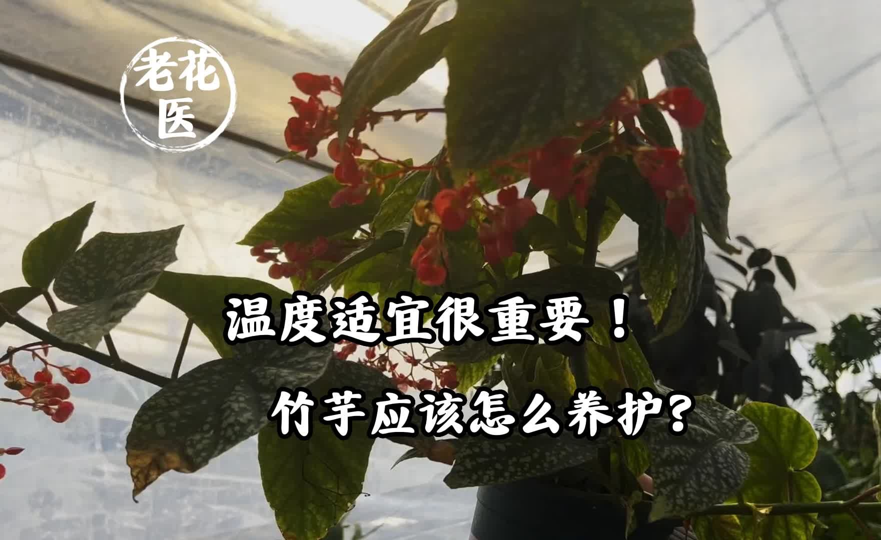 温度适宜很重要!竹芋应该怎么养护?哔哩哔哩bilibili