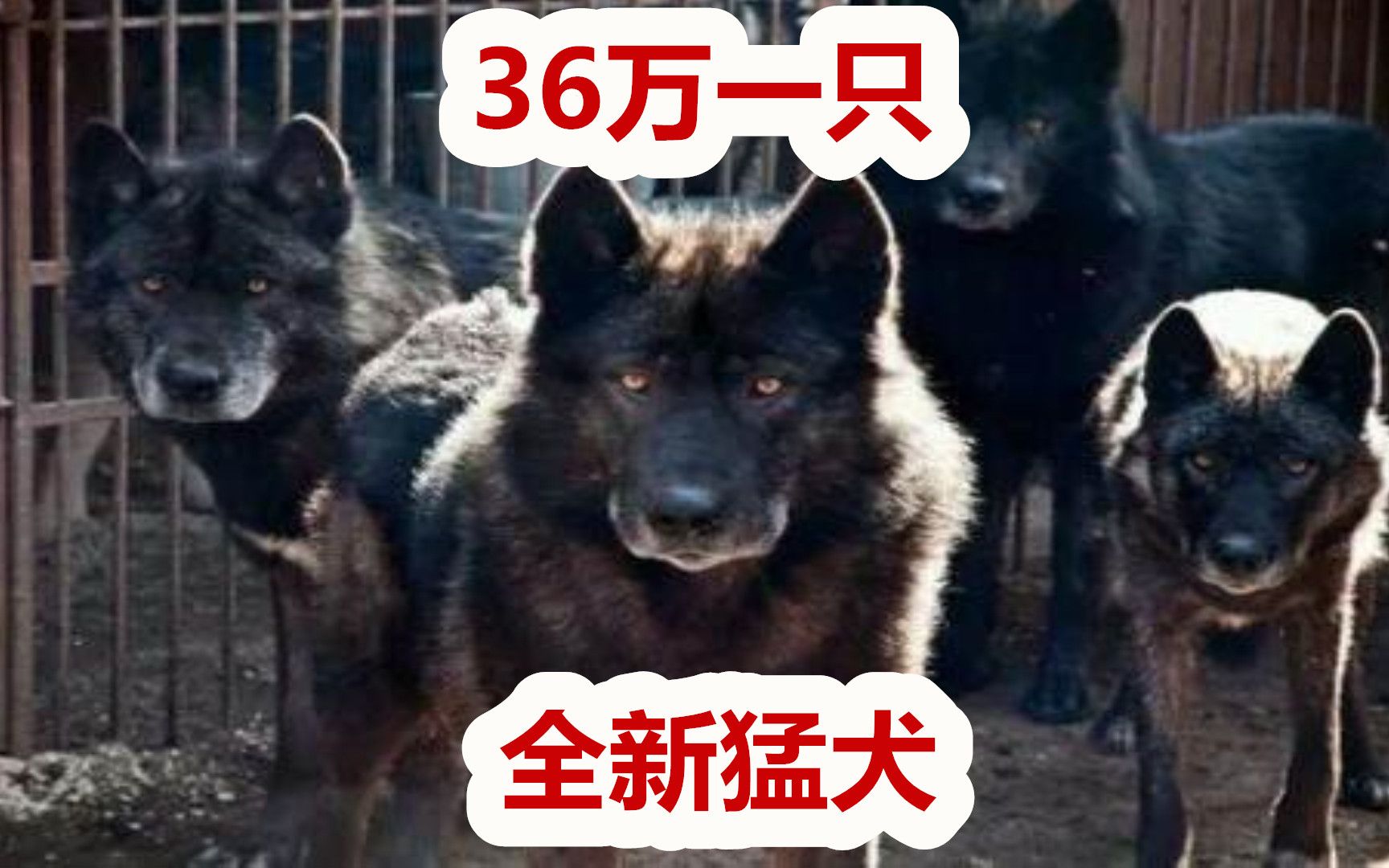 36万一只犬中贵族,北美灰狼与德牧混血出蓝湾牧羊犬哔哩哔哩bilibili