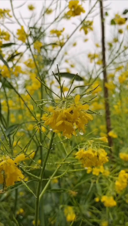 [图]校园如花意梦