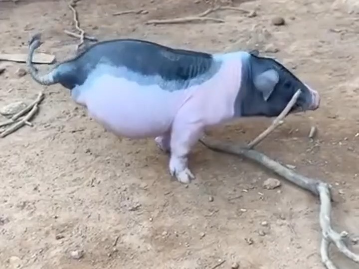 307 #小花猪天生残疾,仅靠2条前腿顽强生存 #神奇动物 #动物奇闻