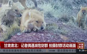 Télécharger la video: 甘肃肃北：记者偶遇濒危豺群 拍摄豺群活动画面