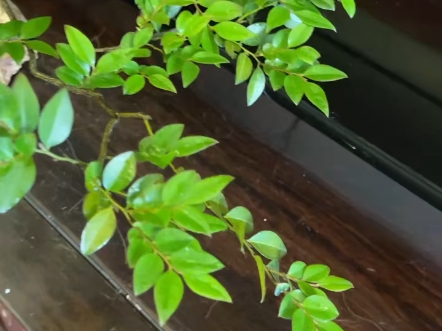 黑骨香(旺)自然桩,下山三年没剪过盆15公分,整高38公分,飘出68公分