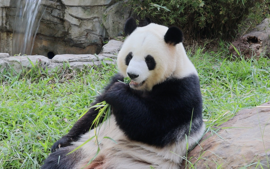 【大熊猫雅一】山珍海味吃多了,吃点清淡的
