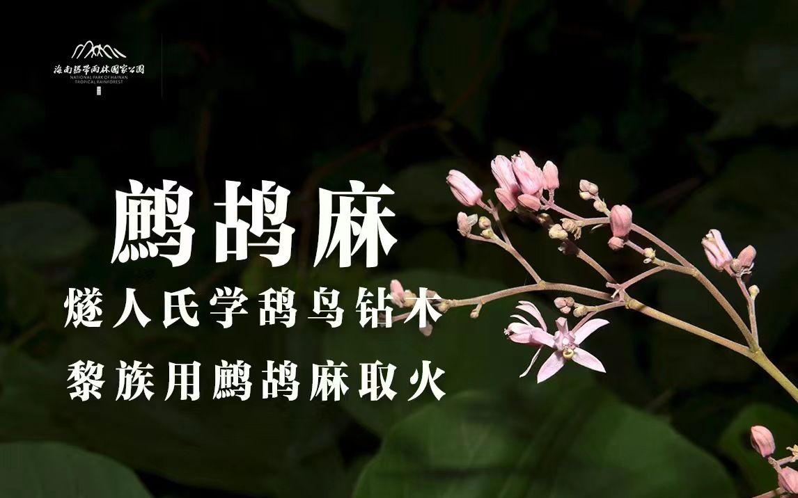 植物篇:鹧鸪麻 | 海南热带雨林国家公园科普视频系列哔哩哔哩bilibili