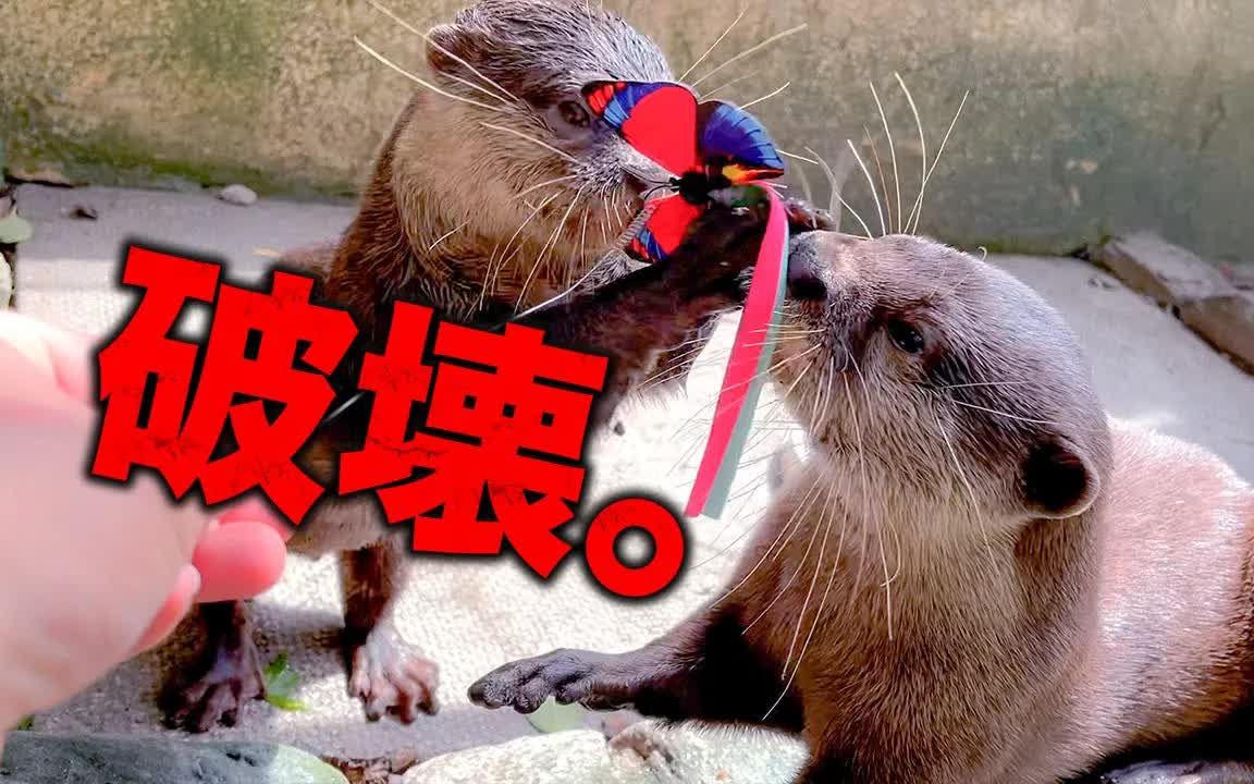 长崎动物园 - 被玩具逗弄的小动物们