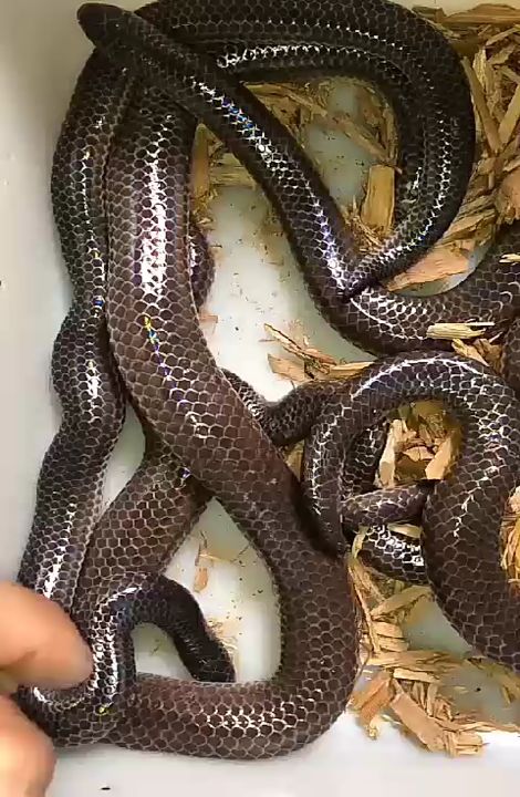 爬虫##萌宠#海南闪鳞蛇