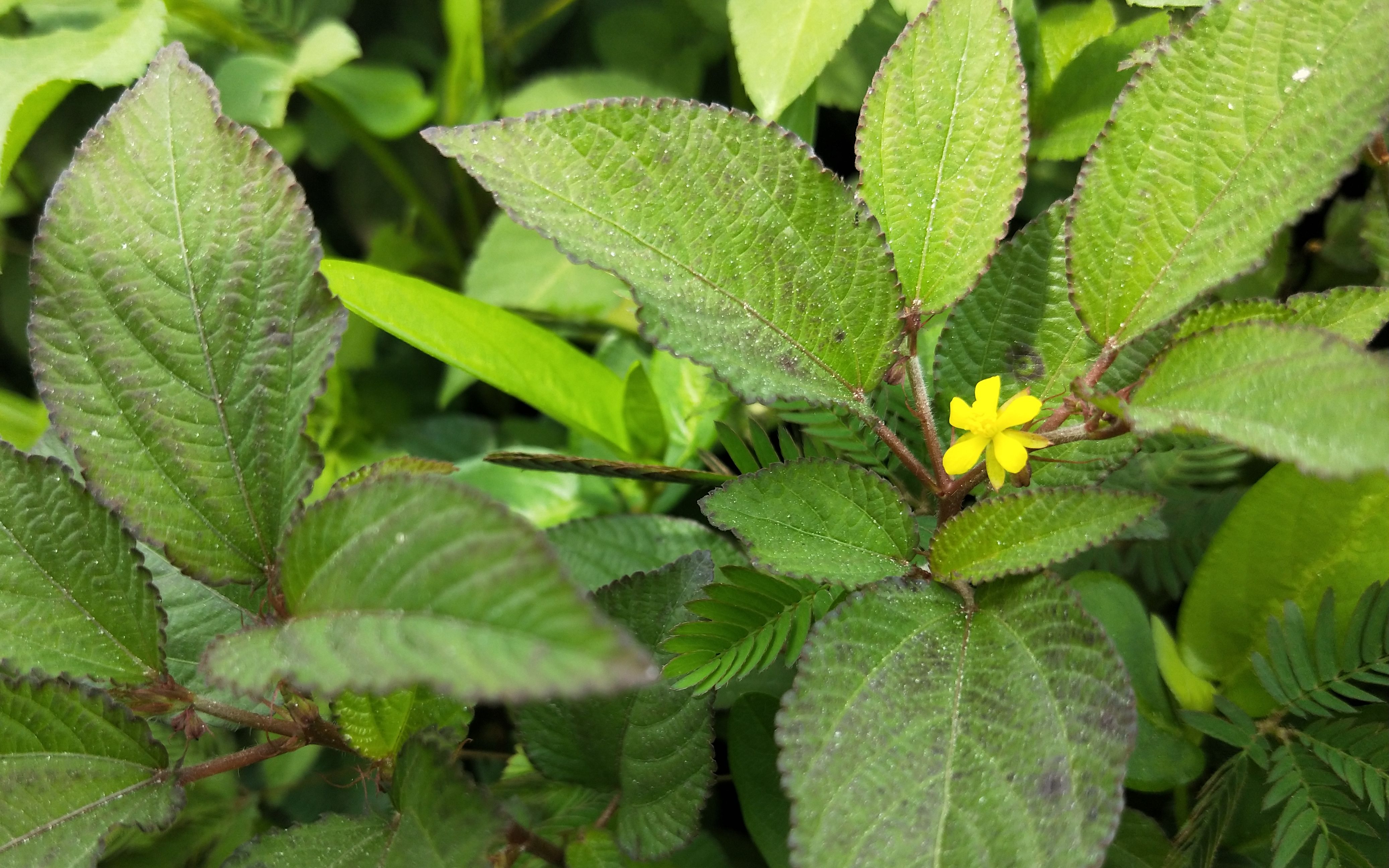 甜麻有清热解毒的功效,一般外用,常用于夏天湿疹,痱子