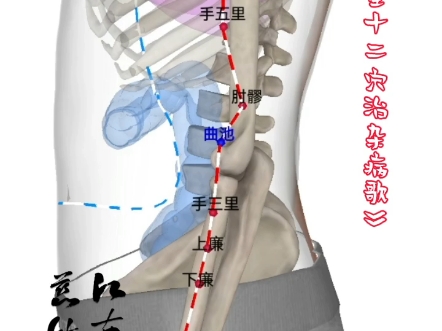 《天星十二穴》曲池穴哔哩哔哩bilibili