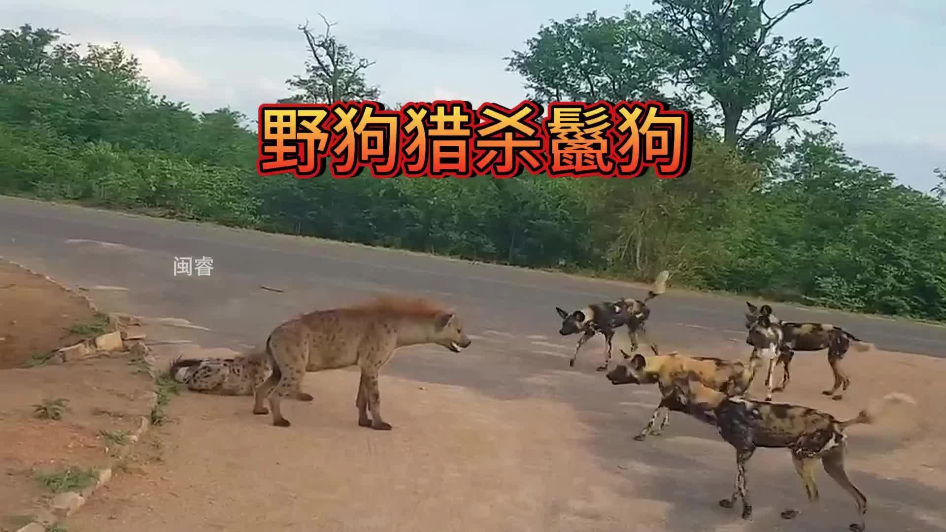 野狗群凭借数量优势,成功猎杀了一只小鬣狗!