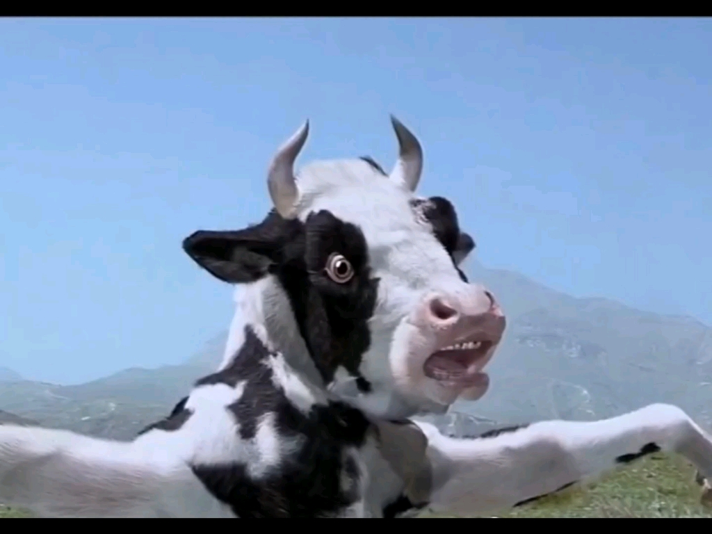 会功夫的奶牛,浪费了这么多牛奶了