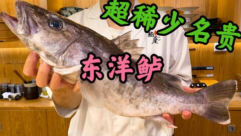 夏季sp 超高级梦幻之鱼东洋鲈史上最全试吃讲解 狂造全鱼宴 13日熟成报告 哔哩哔哩