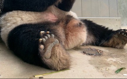 熊猫的脚印像什么形状图片