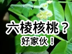 Download Video: 这正六棱核桃要是坐住了，我可给你烧香啊！