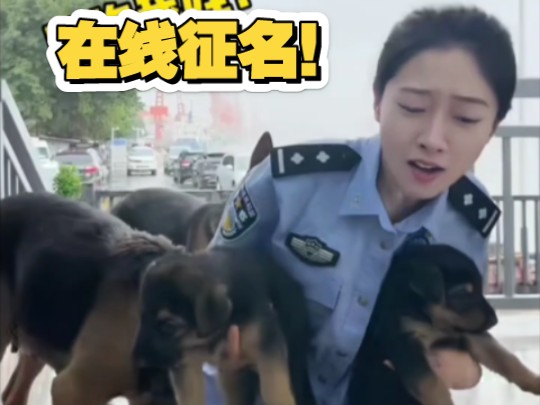 昆明犬警犬后代在线征名!哔哩哔哩bilibili