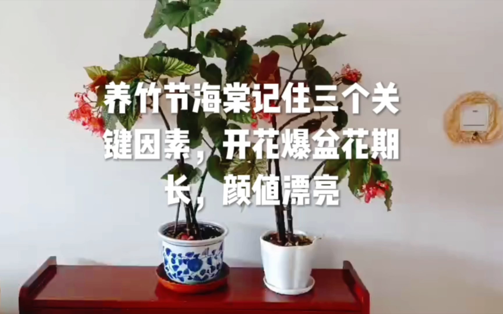 [图]养竹节海棠记住三个关键因素，开花爆盆花期长，颜值漂亮