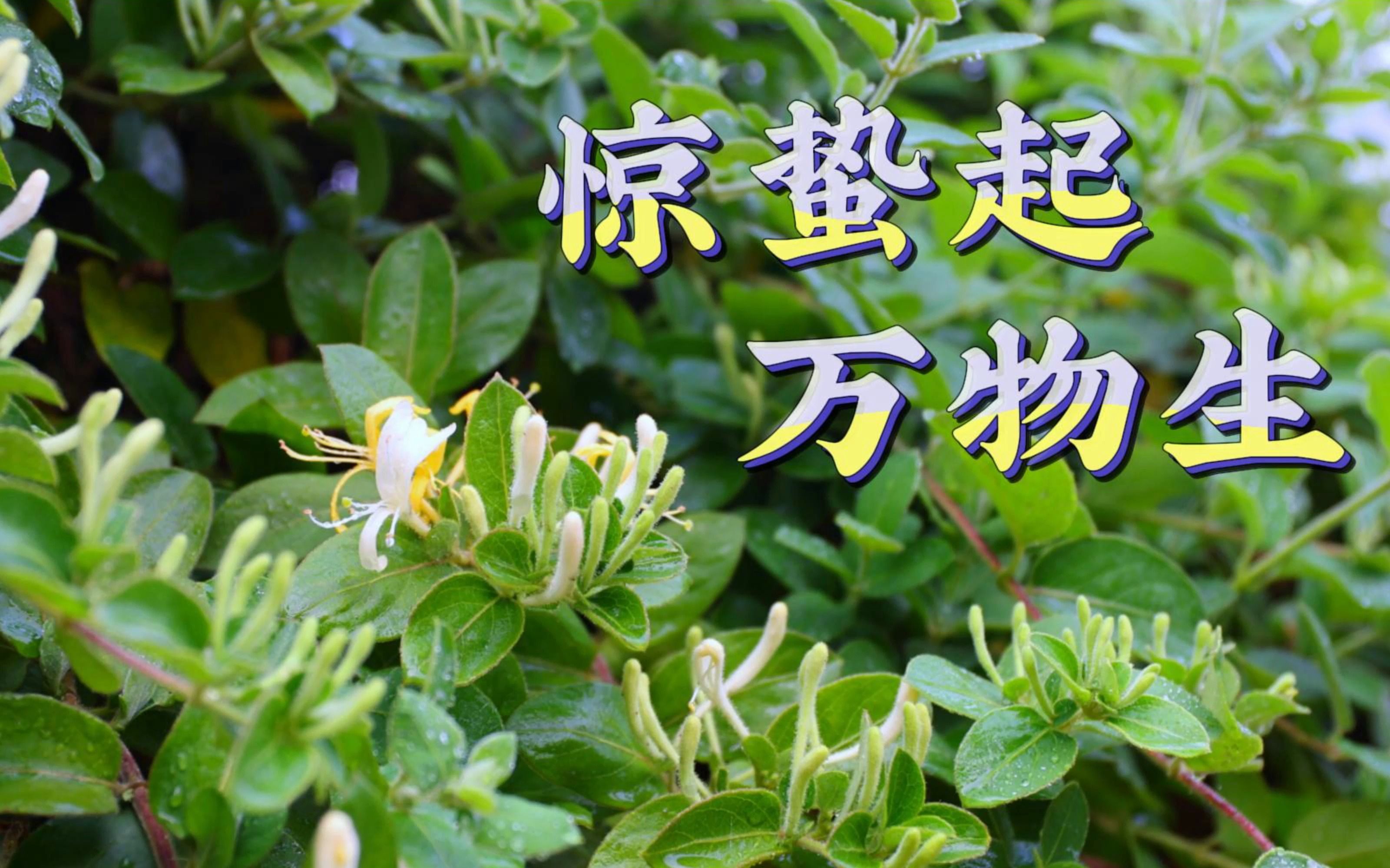 【连樟村】惊蛰,万物生